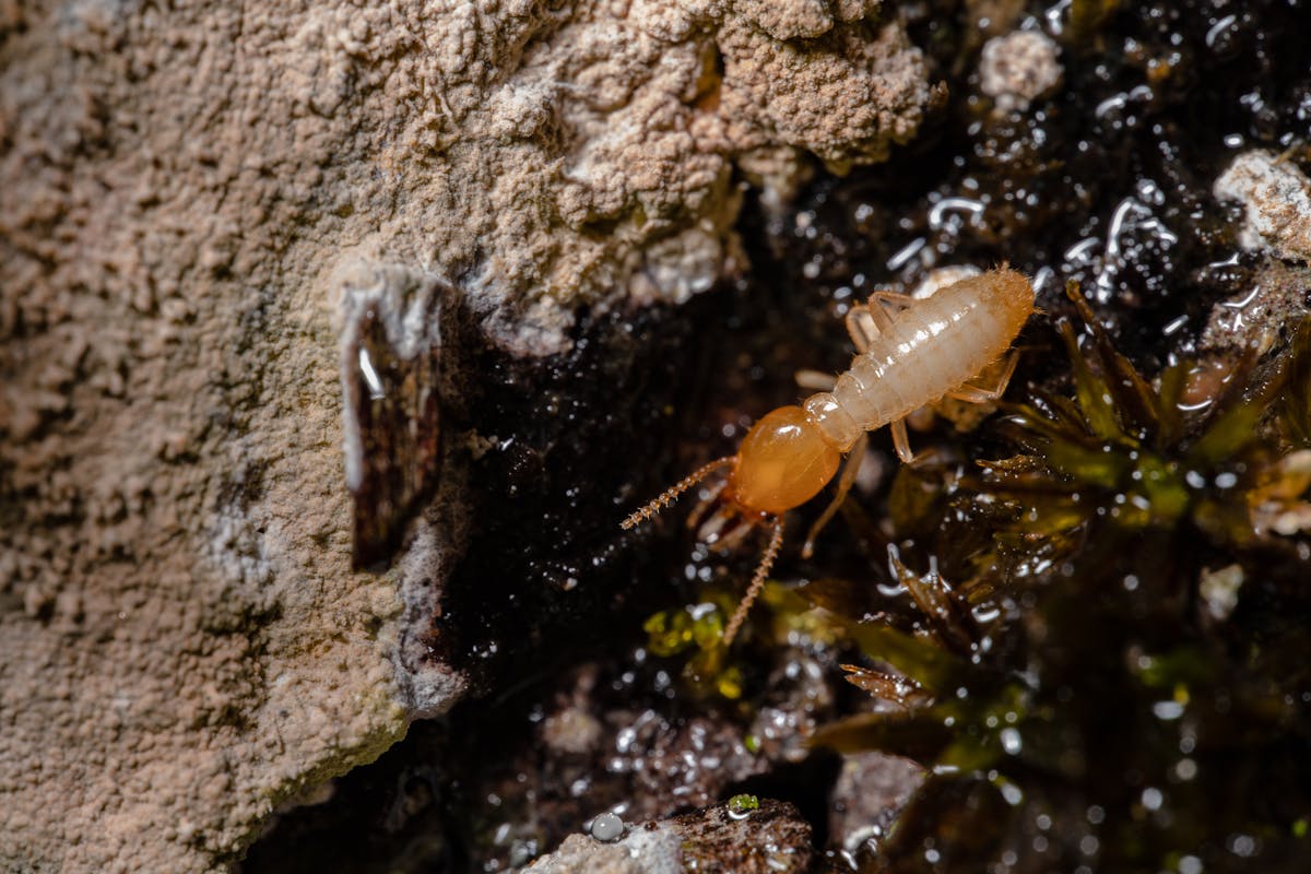 Termite Control & Inspection