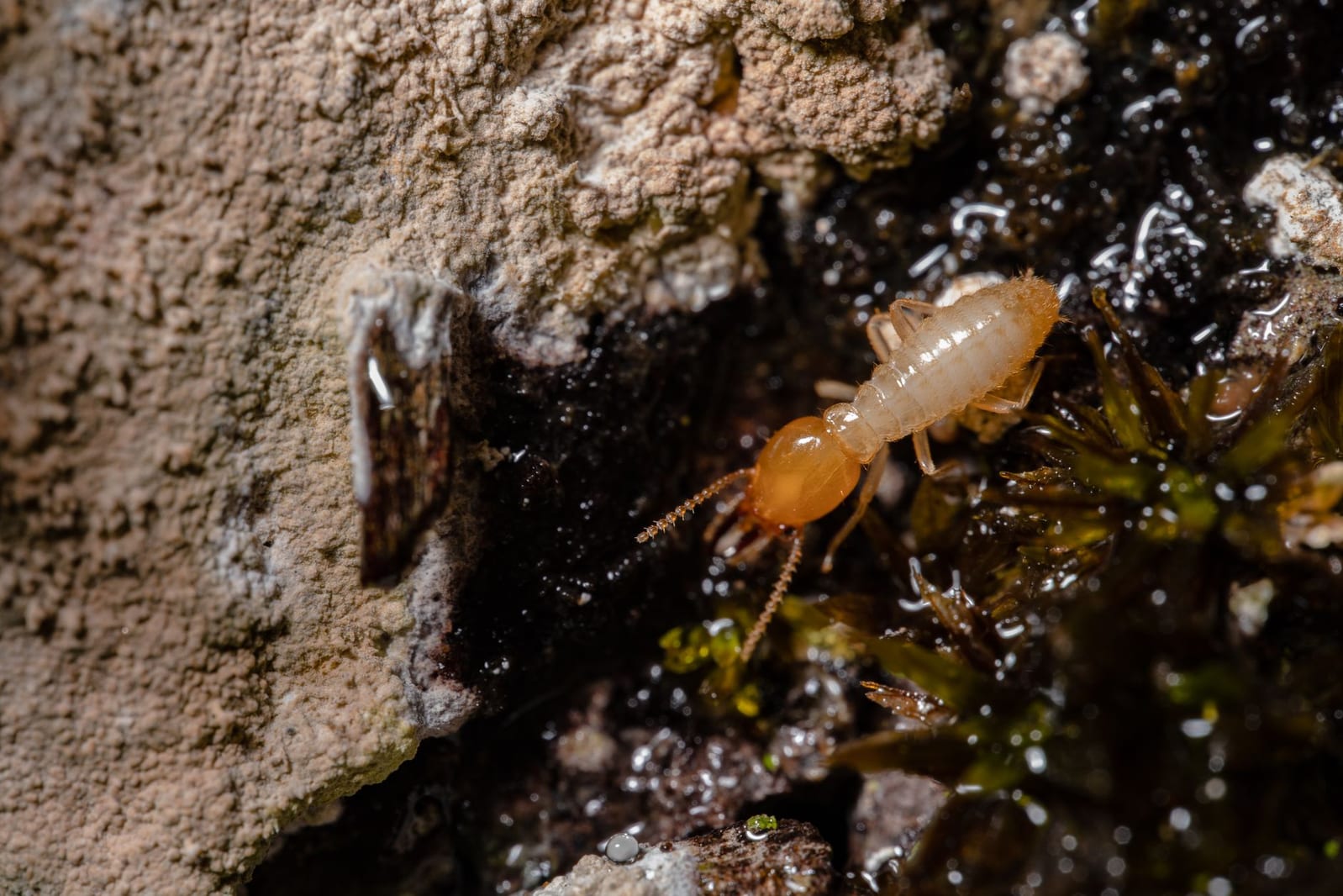 Termite Control & Inspection
