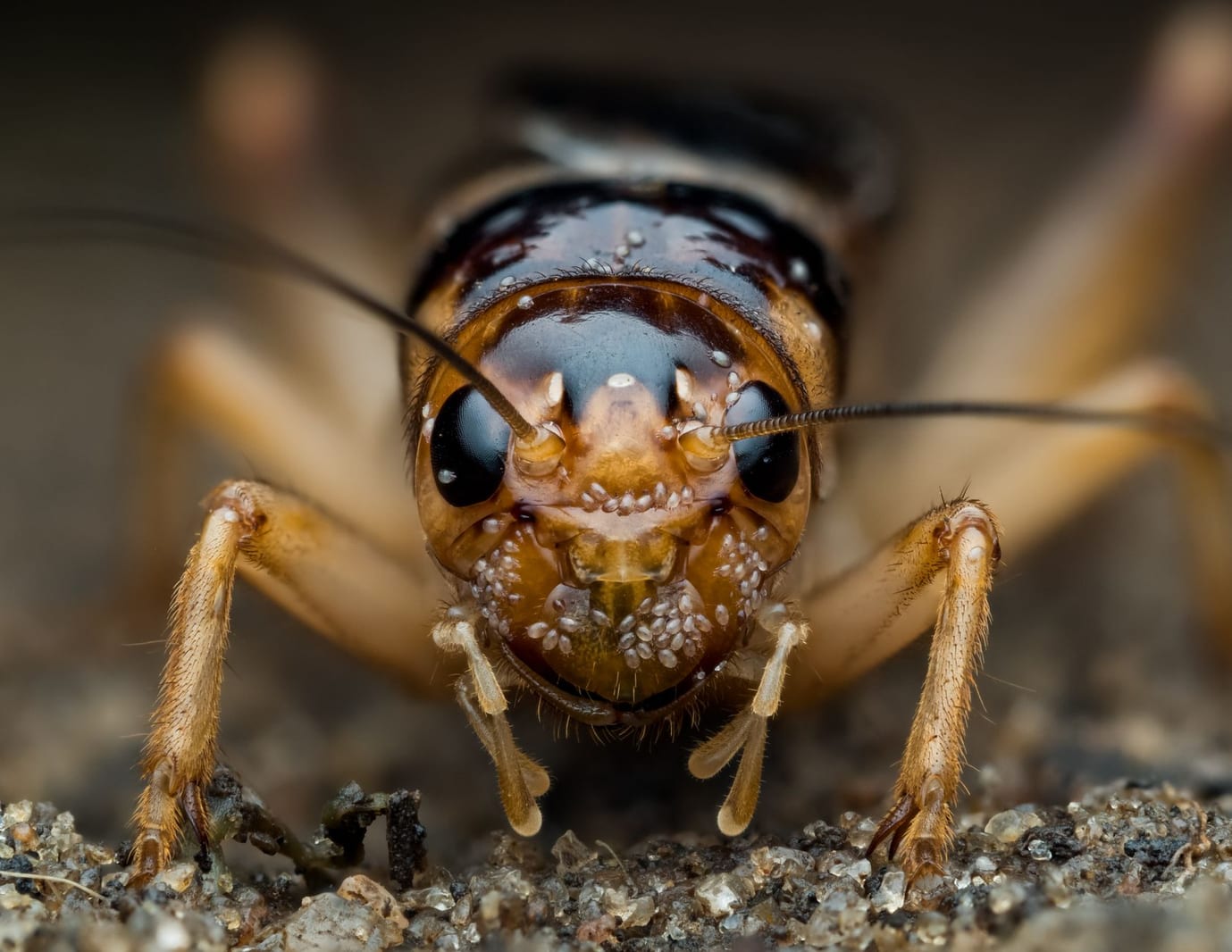 Cricket & Camel Cricket Control