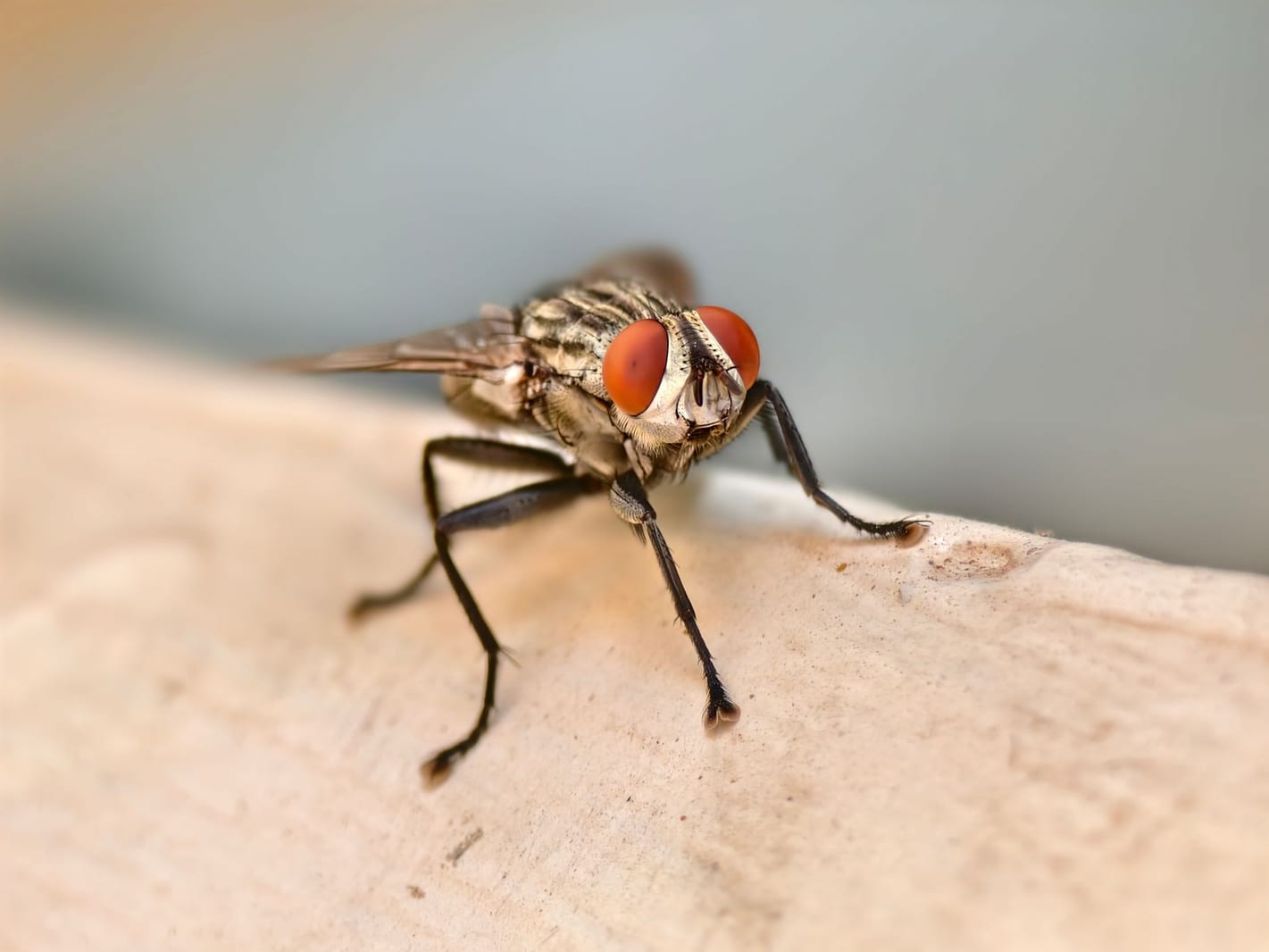 Fly Control