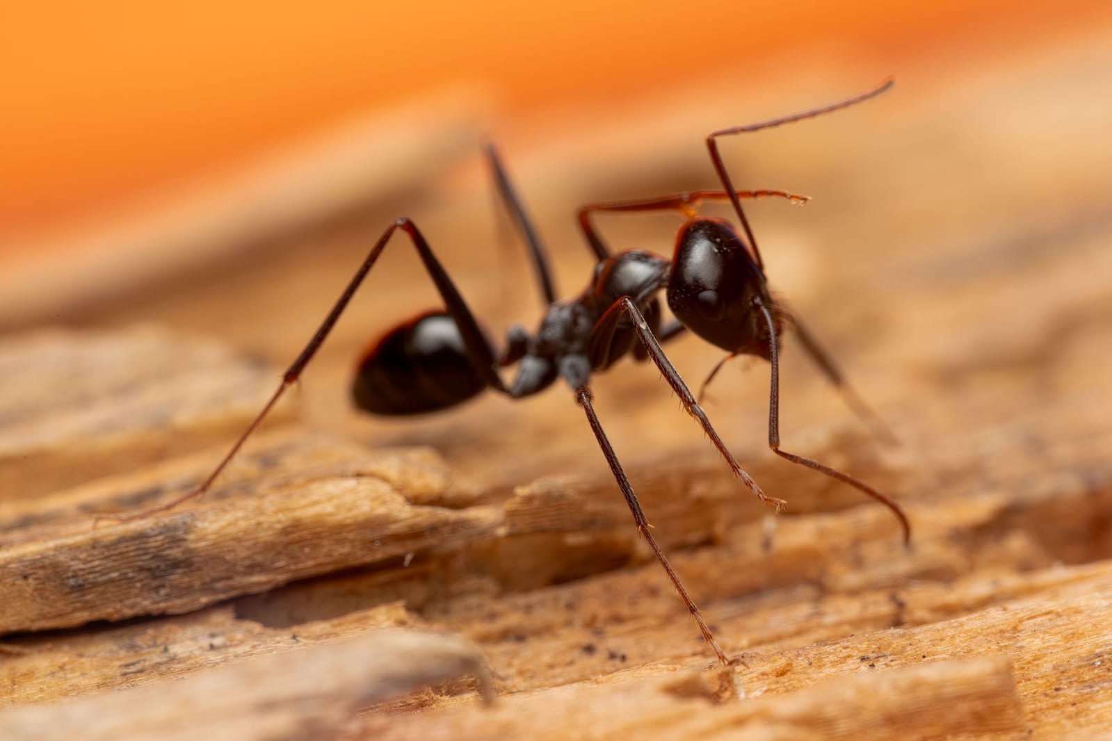 Ant Control